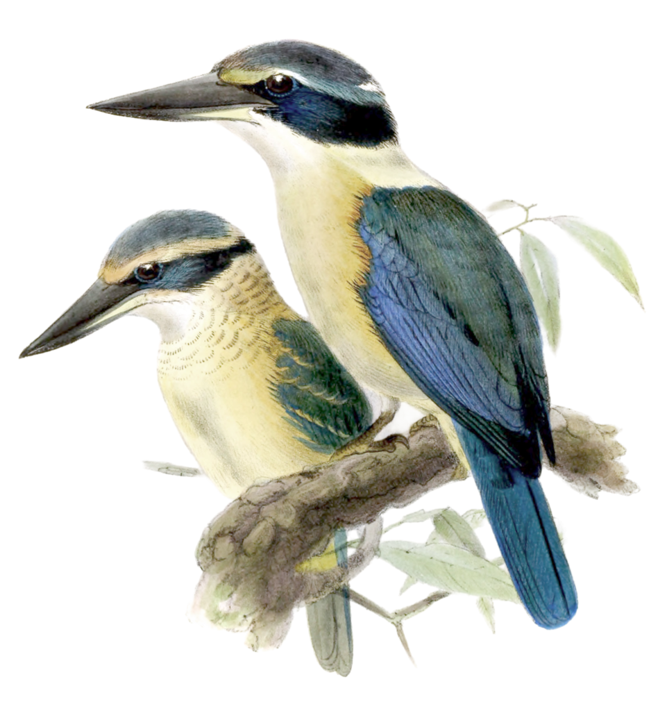 New Zealand Kingfisher Bird Vintage Illustration