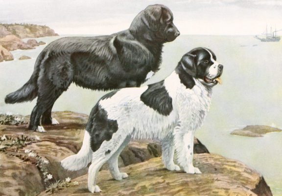 Newfoundlands Dogs Vintage Illustrations