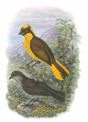 Newtons-Bower-Bird-Prionidura-Newtoniana-Vintage-Illustration