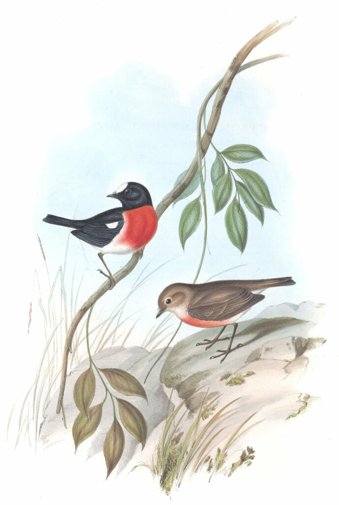 Norfolk Island Robin Bird Vintage Illustrations