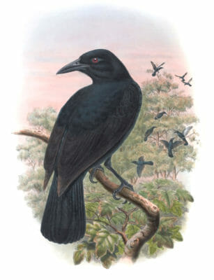 Obi-Paradise-Crow-Lycocorax-Obiensis-Vintage-Illustration