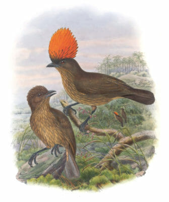 Orange-Crested-Bower-Bird-Amblyornis-Subalaris-Vintage-Illustration