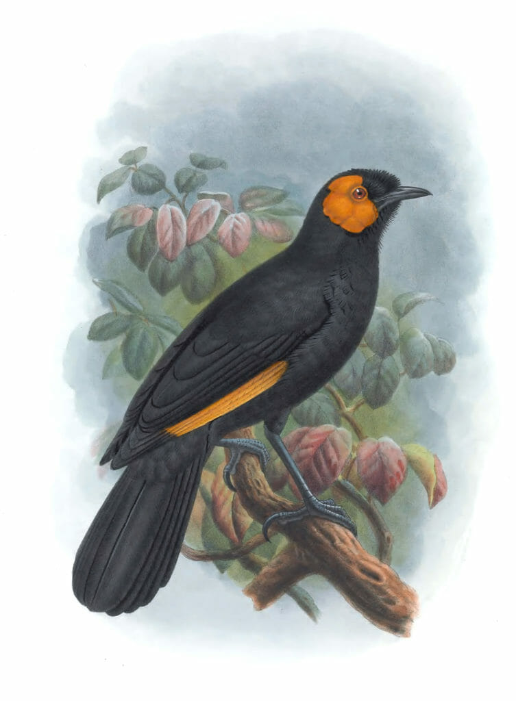 Orange-Wattled-Bird-Of-Paradise-Macgregoria-Pulchra-Vintage-Illustration