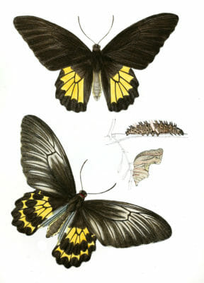 Ornithoptera-Darsius
