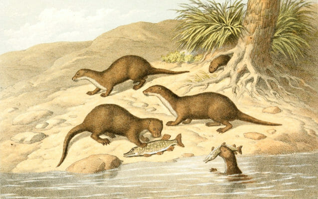 Otters on a bank eating a fish Vintage illustration