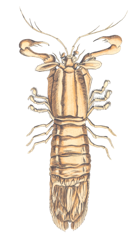 Oval Tailed Crab Vintage Illustration