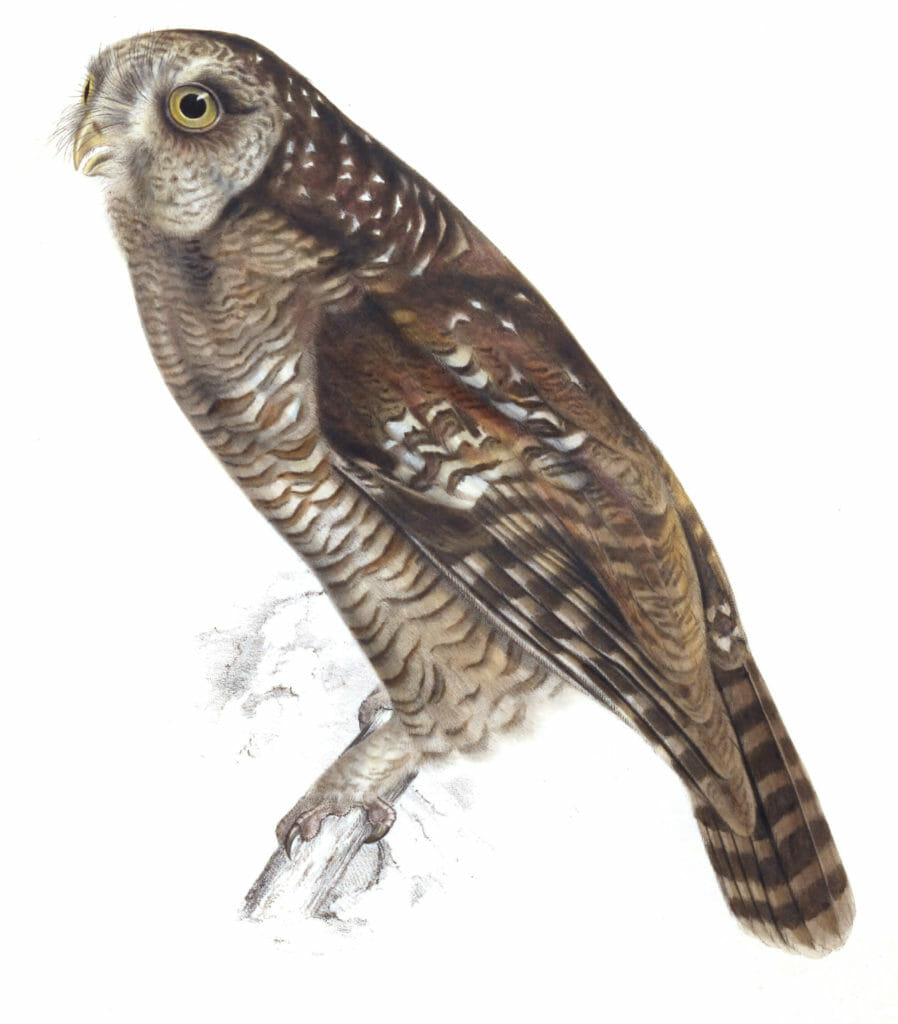 Vintage Illustration of the Athene Woodford Owl in shades of brown by Sir Andrew Smith from the antique book Illustration of the Zoology of South Africa.