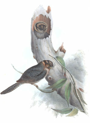 Owlet Nightjar Bird Vintage Illustrations