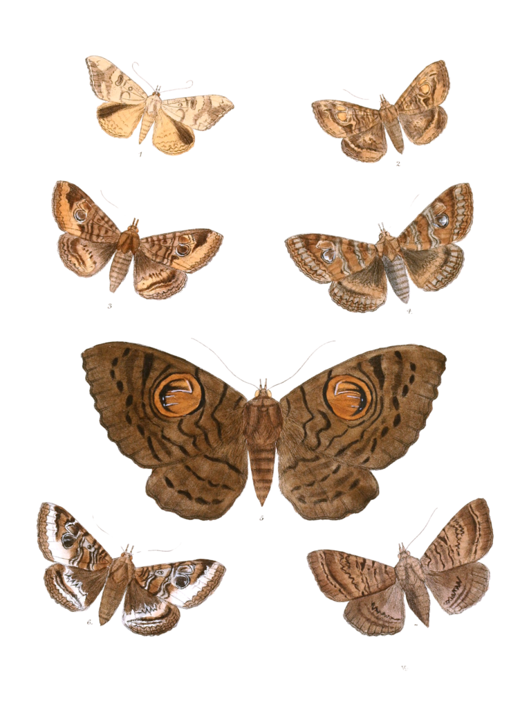 Oxyodes-Scobiculata-Speiredonia-Feducia