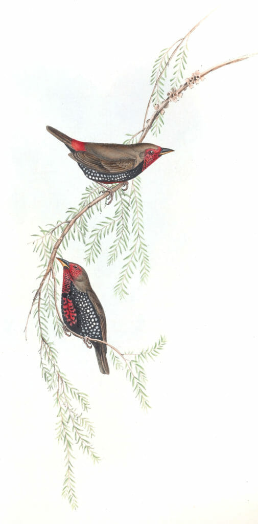 Painted Finch Bird Vintage Illustrations