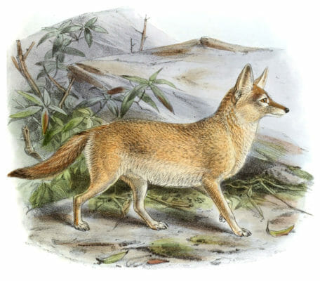 Pale Fox Canis Pallidus Vintage Illustration