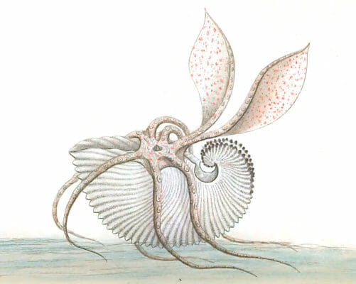 Paper-Nautilus-Vintage-Illustration