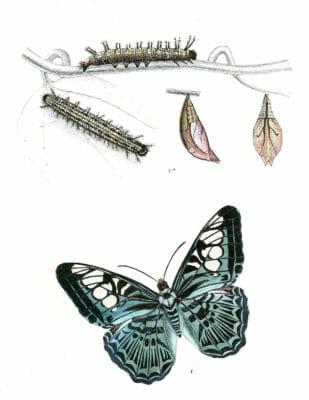 Parthenos-cyaneus-with-caterpillar-and-pupa