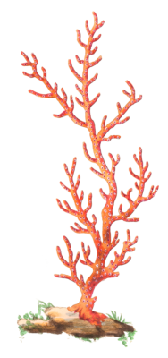 Patulous Gorgonia Vintage Coral Illustration