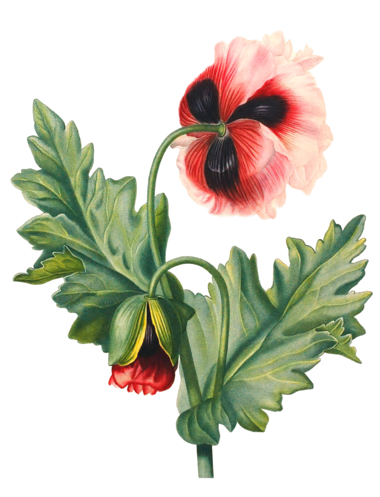 Pavot Poppy Flower Vintage Flower Illustration