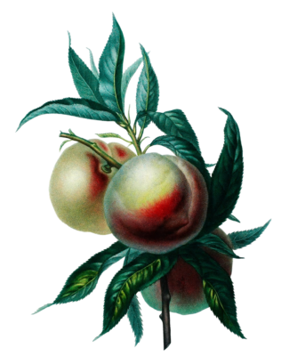 Peach Peche Vintage Fruit Illustration
