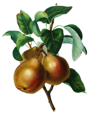 Pear Poires Vintage Fruit Illustration
