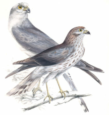 Pearl Kite - Adult and young circus Swainsonii - Vintage Bird Illustrations