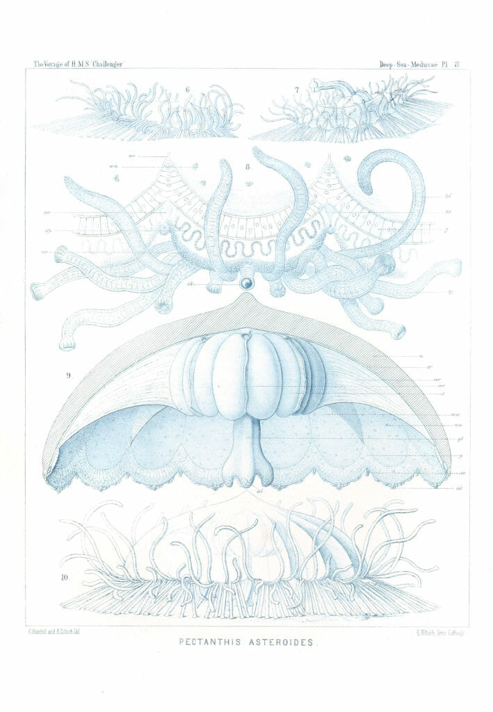 Pectanthis Asterroides Vintage Jellyfish Illustration