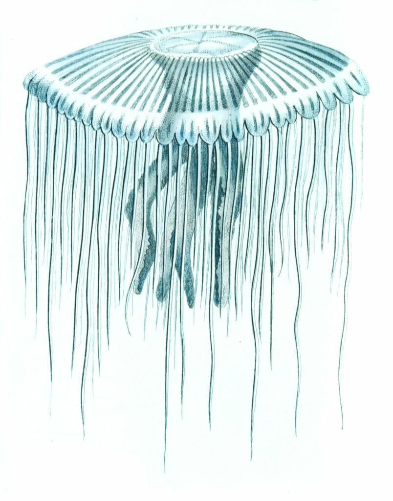 Pellucid-Medusa-Vintage-Jellyfish-Illustration