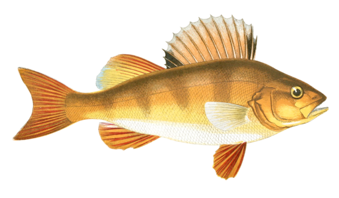 Perch fish Vintage Illustration
