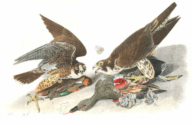 Peregrine Falcon Bird Vintage Illustrations