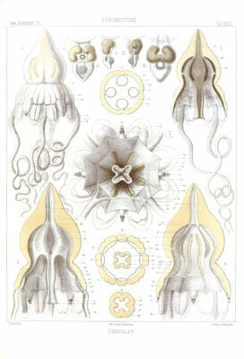 Pericolpa Vintage Jellyfish Illustration