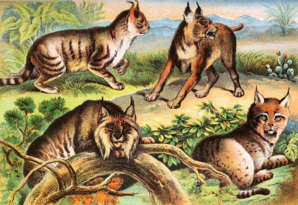 Persian Lynx Canadian Lynx Bay Lynx Vintage Illustrations