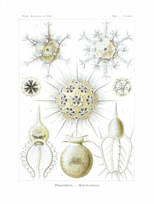 Phaeodaria Vintage Jellyfish Illustration