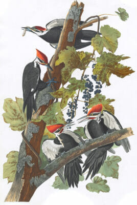 Pileated Woodpecker Bird Vintage Illustrations