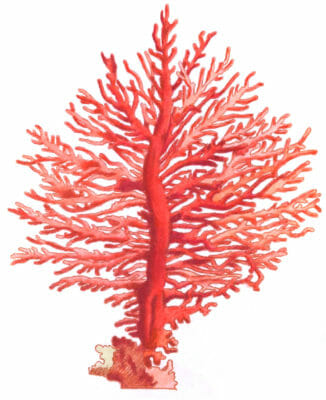 Pinnated Gorgonia Vintage Coral Illustration