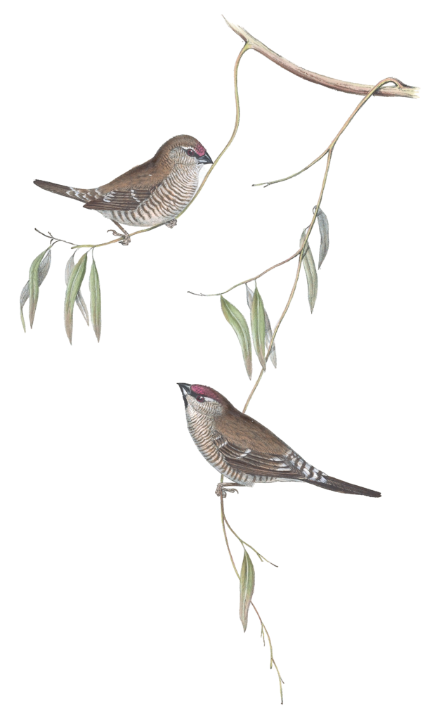 Plain Coloured Finch Bird Vintage Illustrations