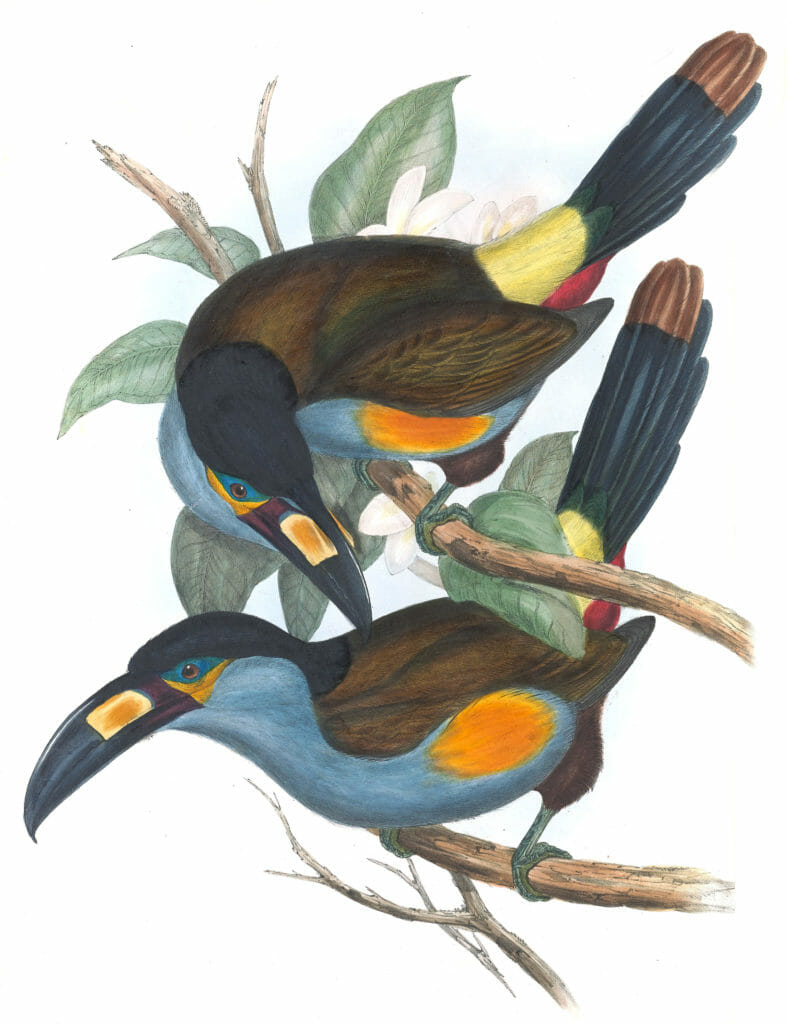 Plate-billed-mountain-toucan-Andigena-Laminirostris