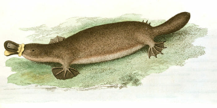 Platypus Vintage Illustration