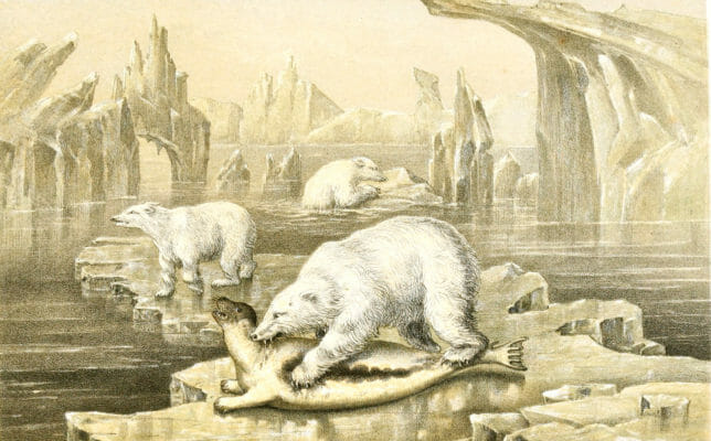 Polar bear biting a Greenland seal Vintage illustration
