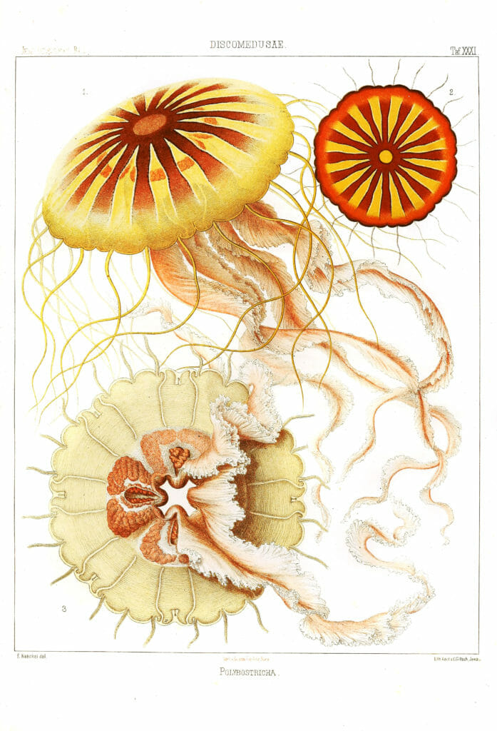 Polybostricha Vintage Jellyfish Illustration