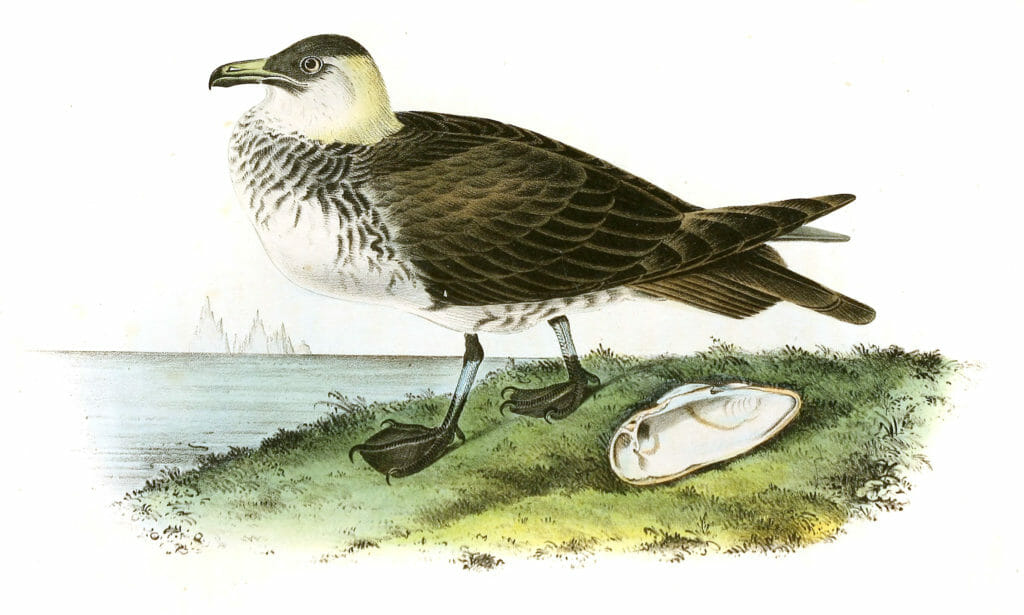Pomerine Jager Bird Vintage Illustrations