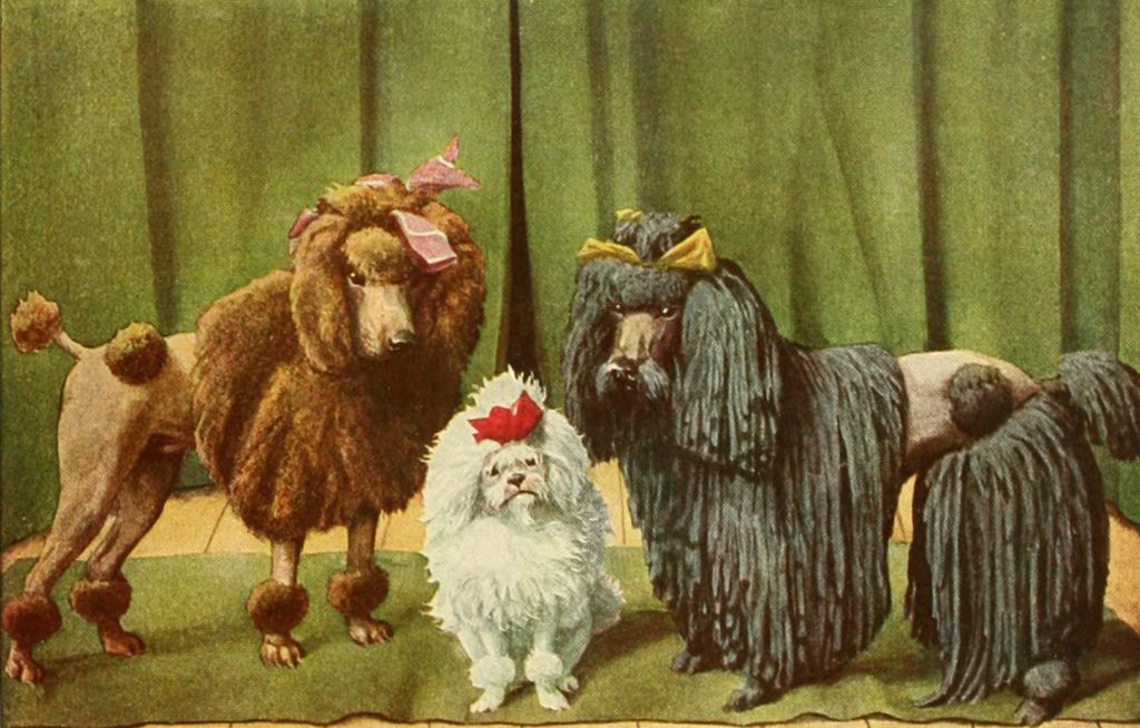 Poodle dogs Vintage Illustrations