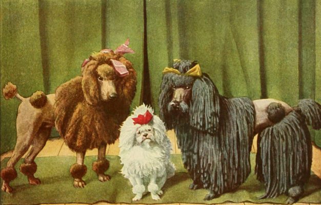 Poodle dogs Vintage Illustrations