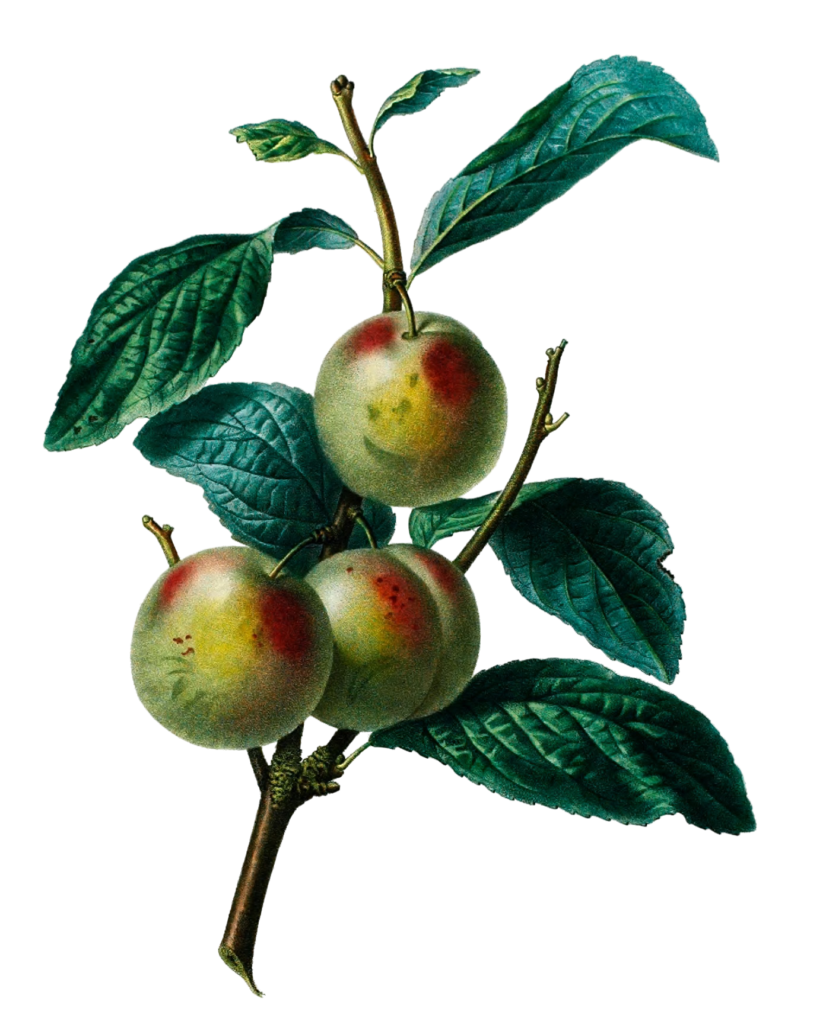 Prune De Reine Claude Vintage Fruit Illustration