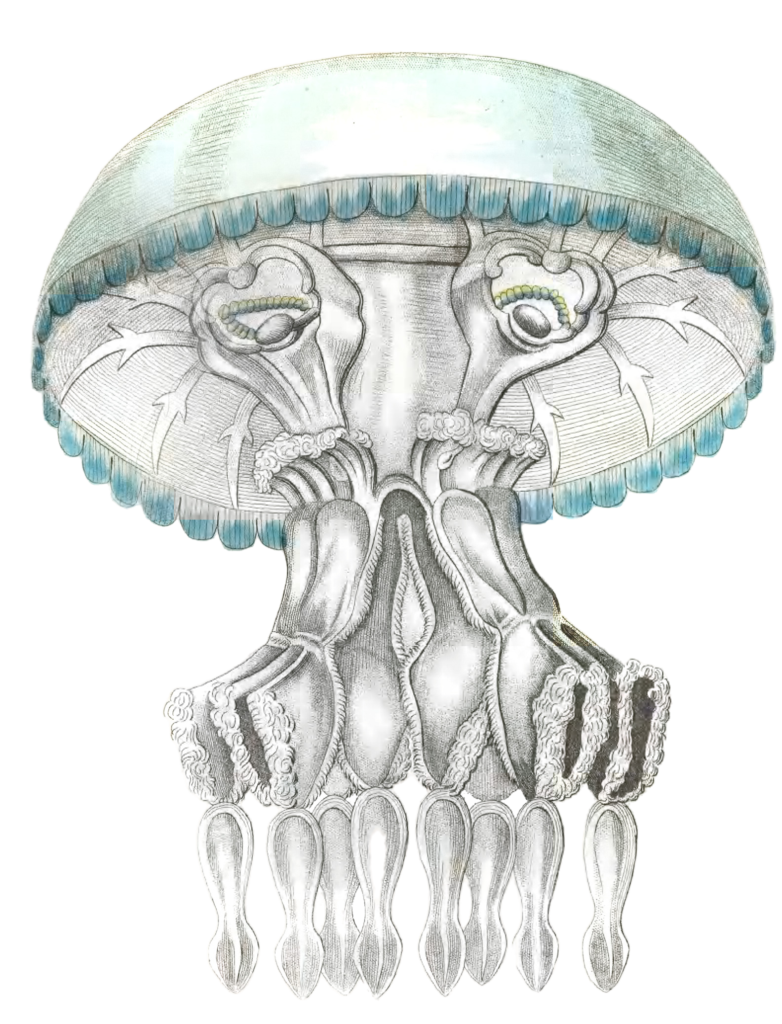 Pulmonic Medusa Vintage Jellyfish Illustration