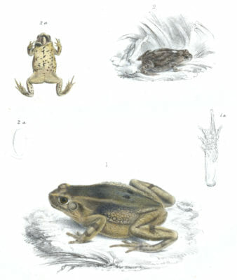 Pygmy Toad Bufo Caens Bufo Vertebralis Vintage Illustration