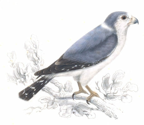 Pygmy falcon - falco semitorquatus - Vintage Bird Illustrations