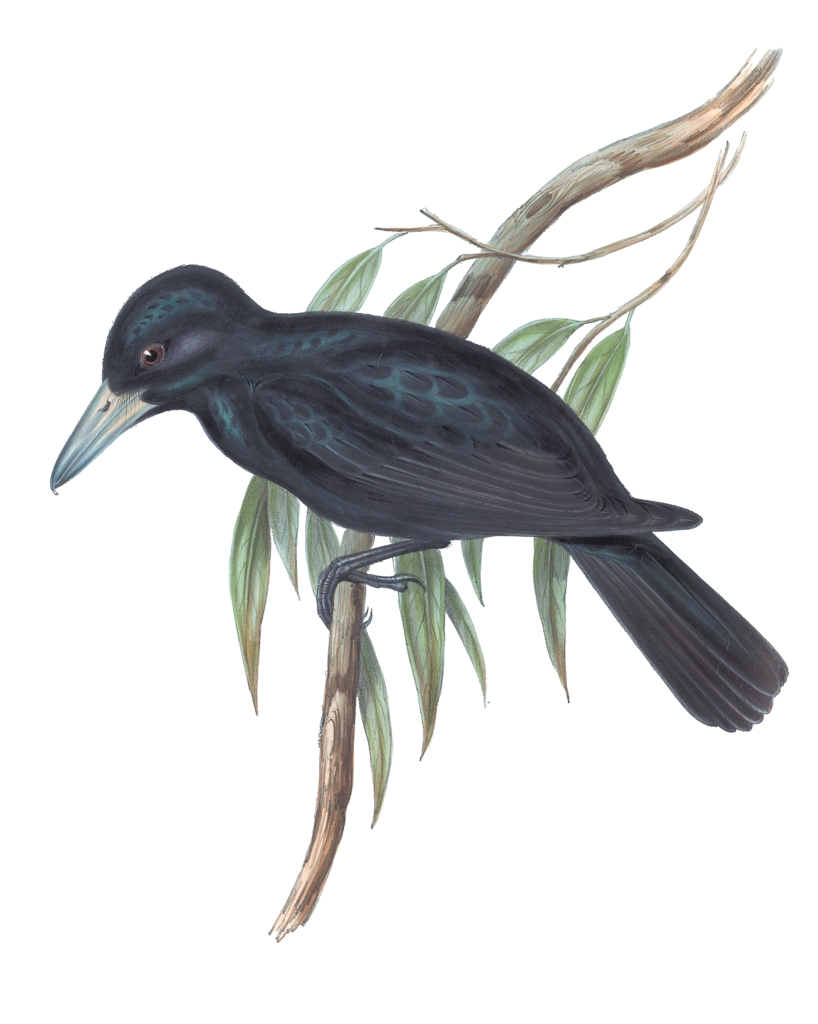 Quoys Crow Shrike Bird Vintage Illustrations