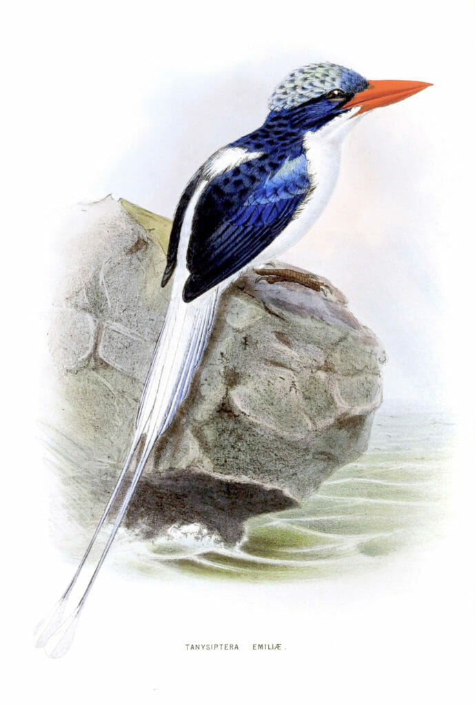 Raou Kingfisher Bird Vintage Illustration
