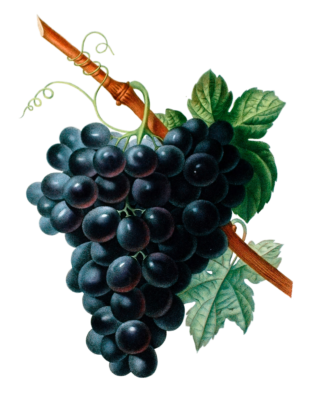 Rasisin Noir Black Grapes Vintage Fruit Illustration