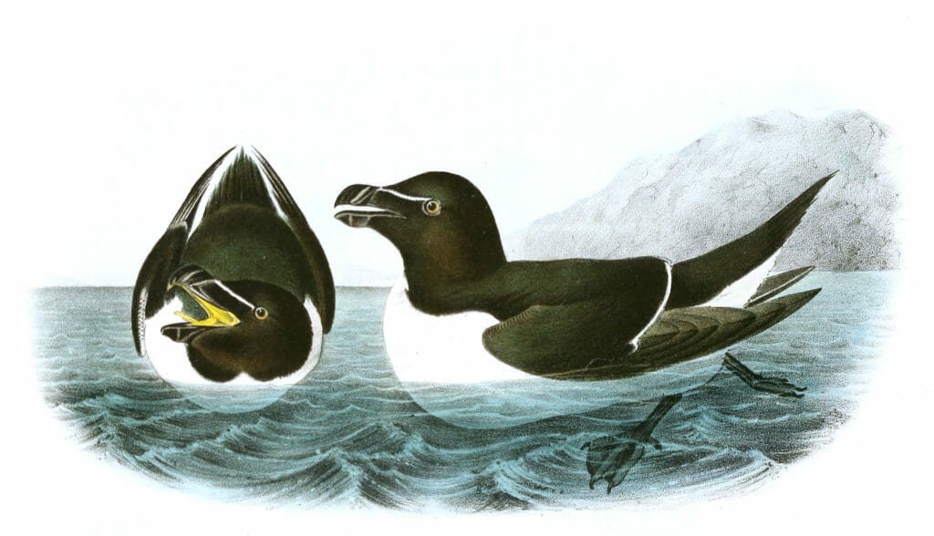Razor Gilled Ark Bird Vintage Illustrations
