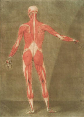 Rear Of Male Vintage Anatomy Illustrations