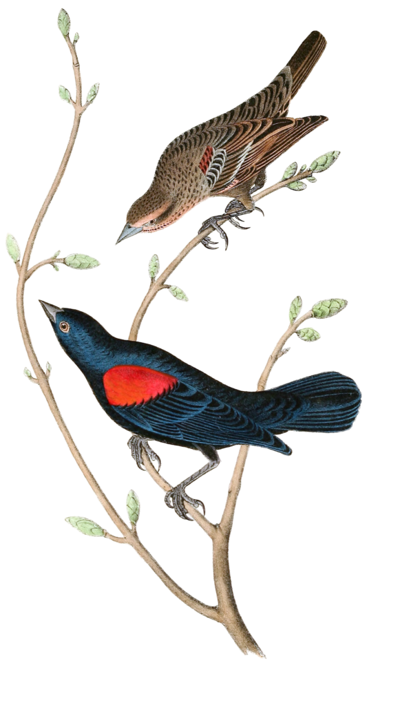 Red And Black Shouldered Marsh Blackbird Bird Vintage Illustrations