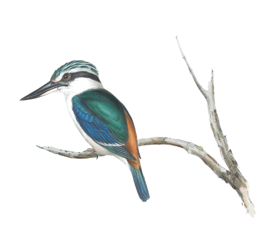 Red Backed Halcyon Kingfisher Bird Vintage Illustrations